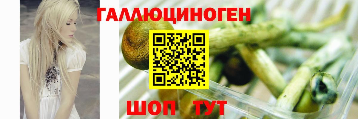 Галлюциногенные грибы Psilocybine cubensis  Вход с VPN  Псилоцибиновые грибы GOLDEN TEACHER  Керчь 